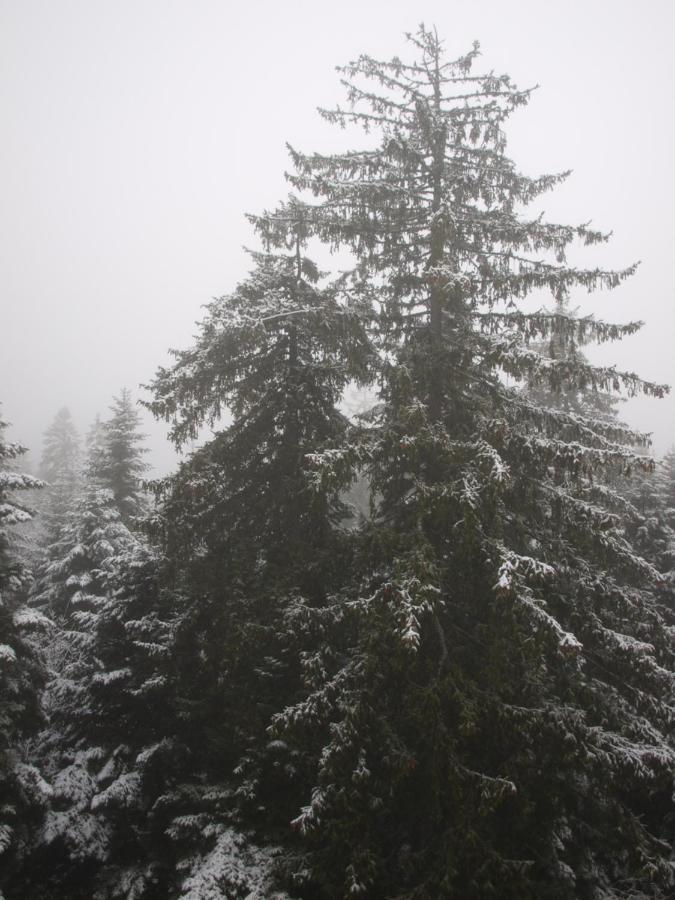 Borovets Forest View מראה חיצוני תמונה